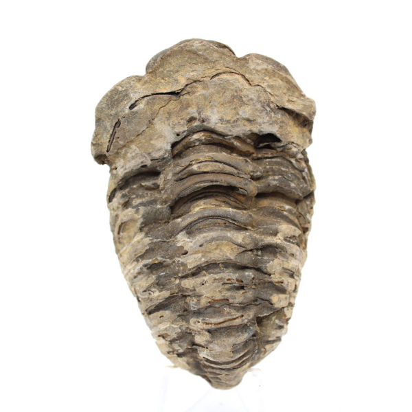 Trilobit