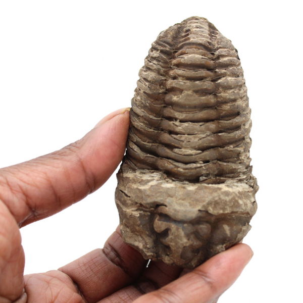 Trilobit aus Marokko