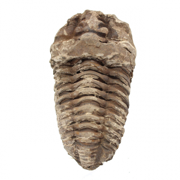 Trilobit