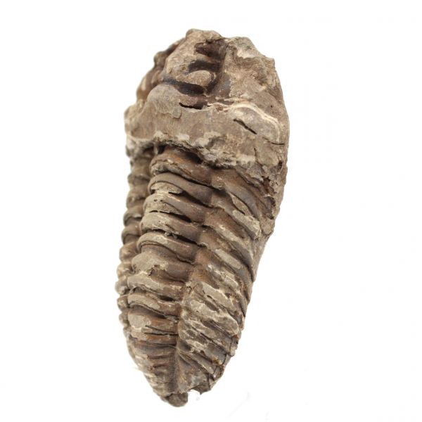 Trilobit