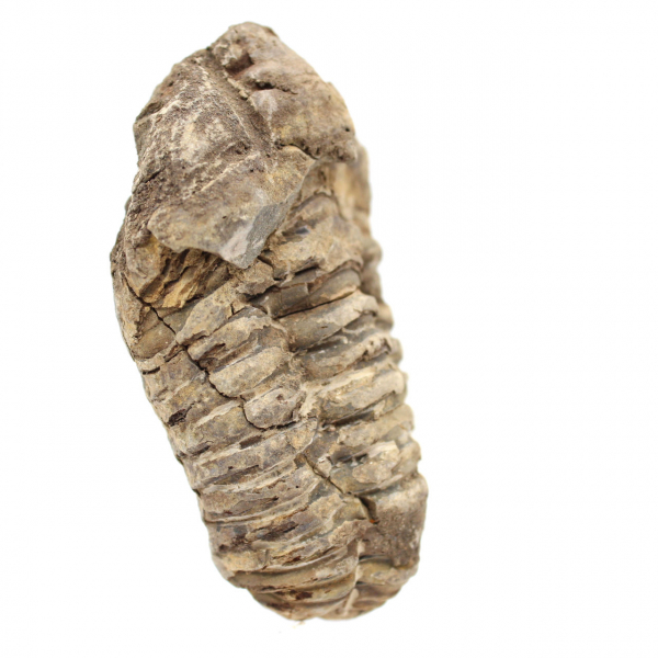 Trilobit aus Marokko