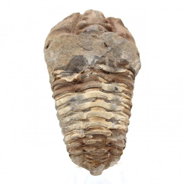 Fossiler Trilobit