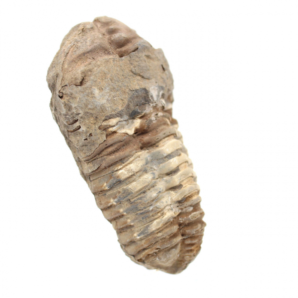 Fossiler Trilobit