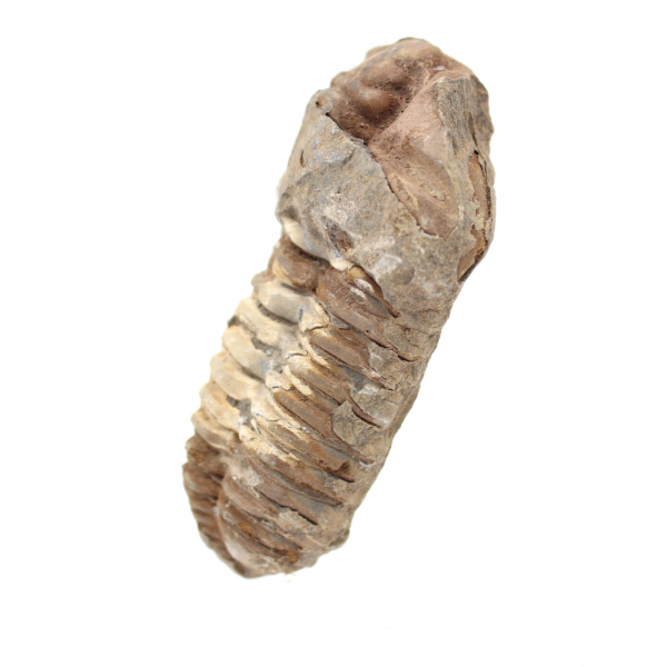 Fossiler Trilobit