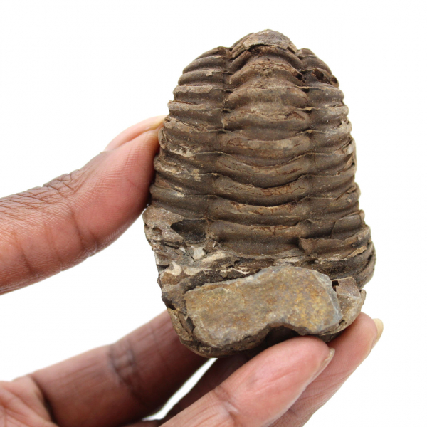 Fossiler Trilobit Marokko