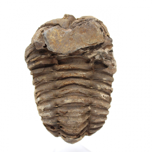 Fossiler Trilobit Marokko