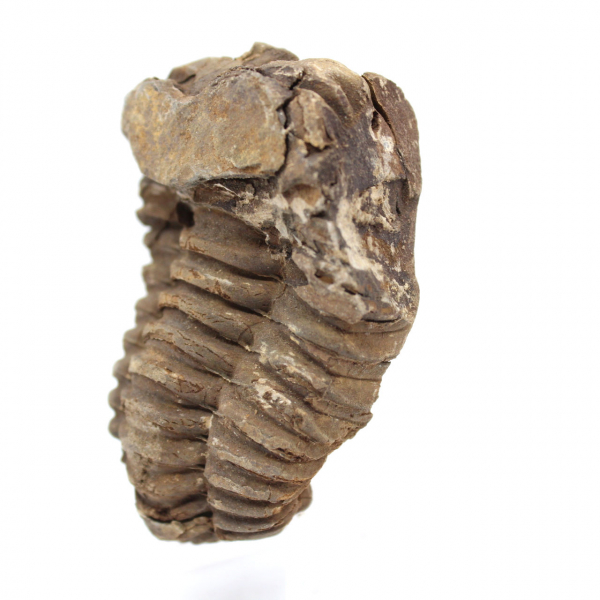 Fossiler Trilobit Marokko