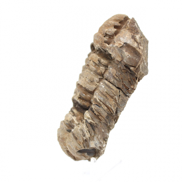 Trilobitenfossil aus Marokko