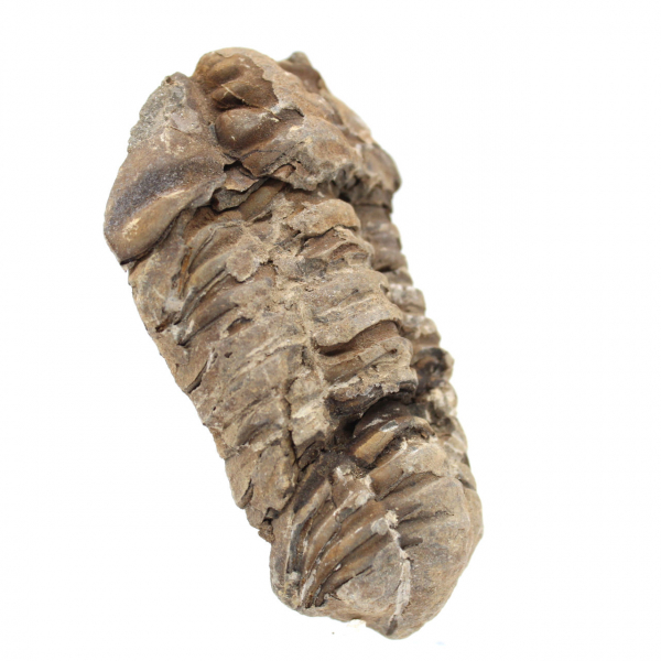 Trilobitenfossil aus Marokko