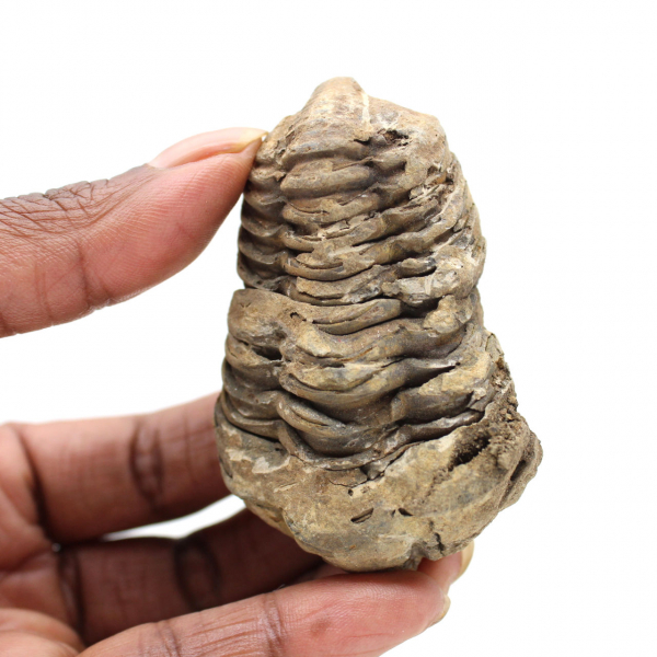 Trilobitenfossil Marokko