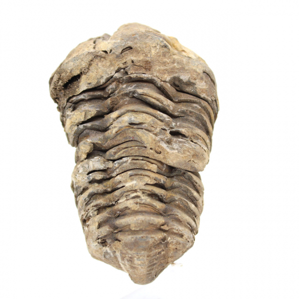 Trilobitenfossil Marokko