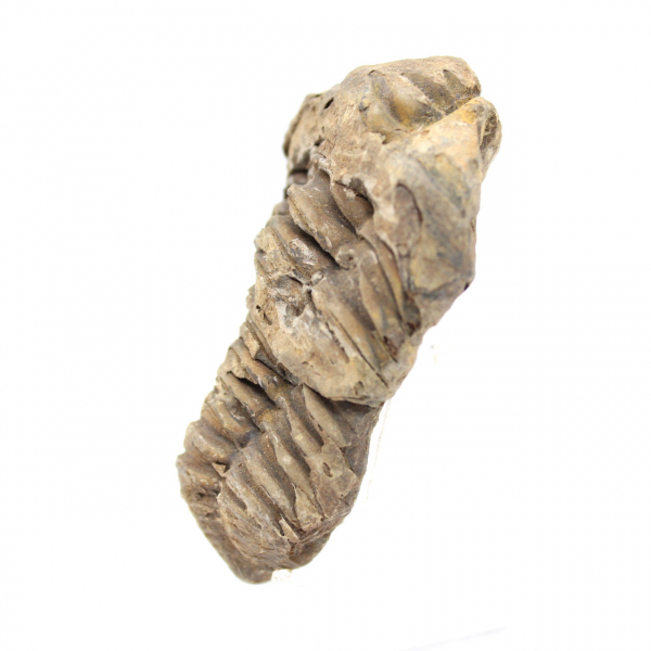 Trilobitenfossil Marokko