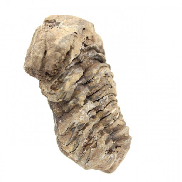 Trilobitenfossil Marokko