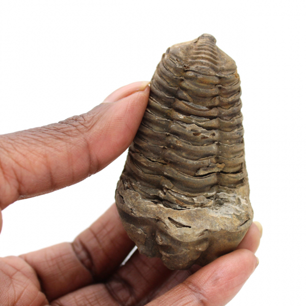 Trilobit aus Marokko