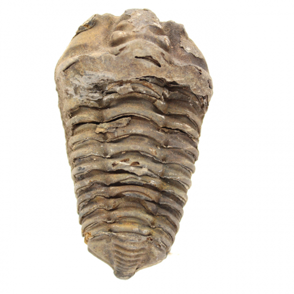 Trilobit