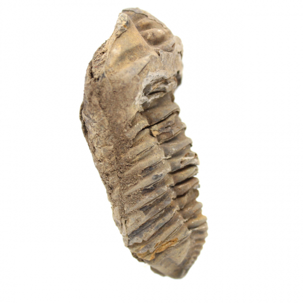 Trilobit