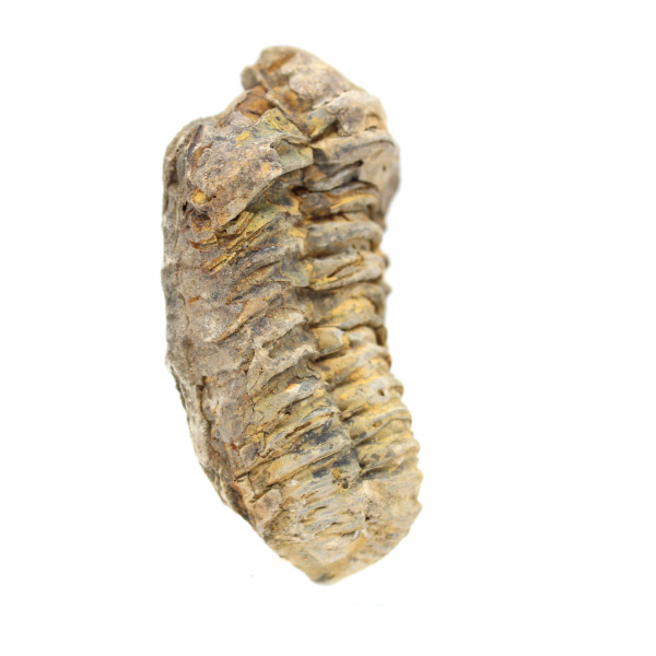 Trilobit