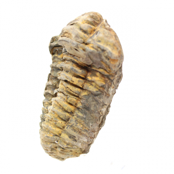 Trilobit