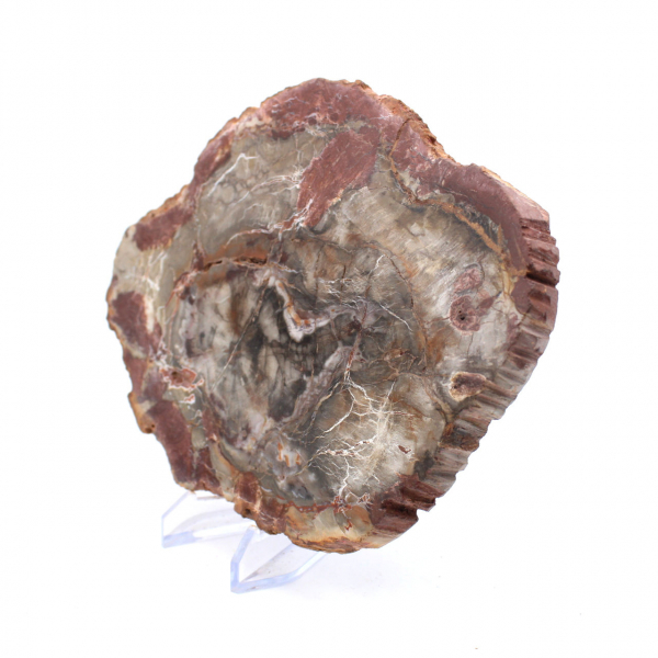 Versteinertes Holz aus Madagaskar