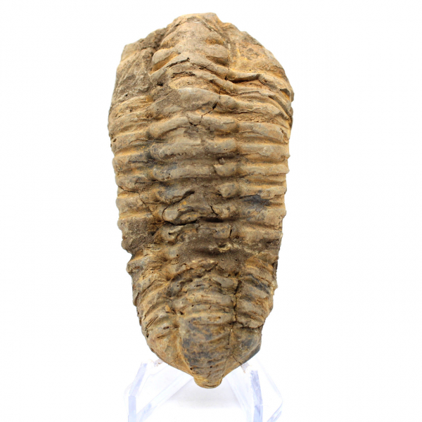 Trilobit