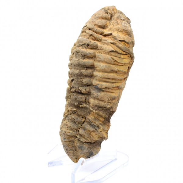 Trilobit