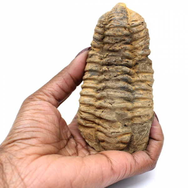 Trilobit