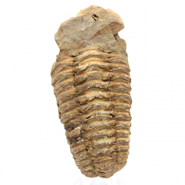 Trilobitenfossil aus Marokko