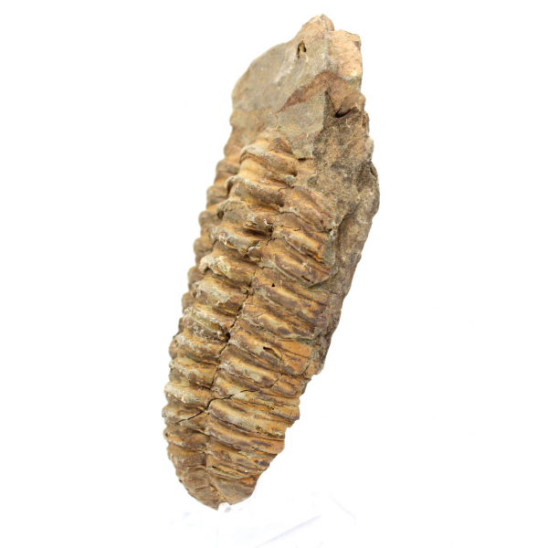 Trilobitenfossil aus Marokko