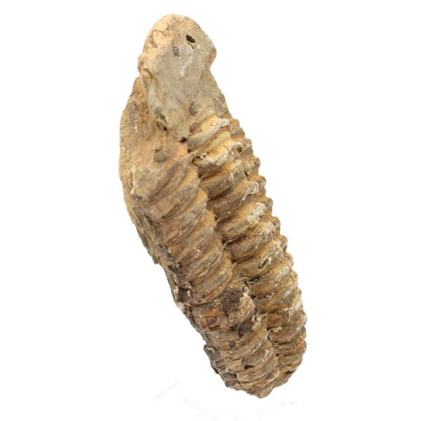 Trilobitenfossil aus Marokko