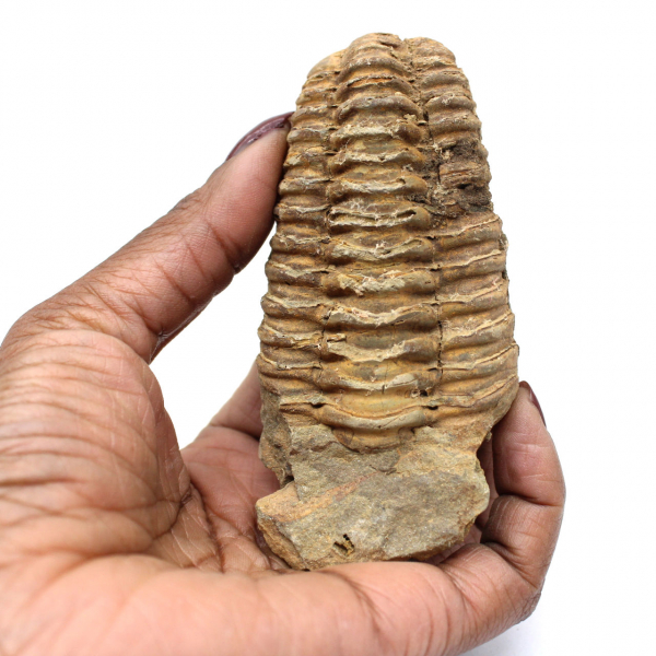 Trilobitenfossil aus Marokko