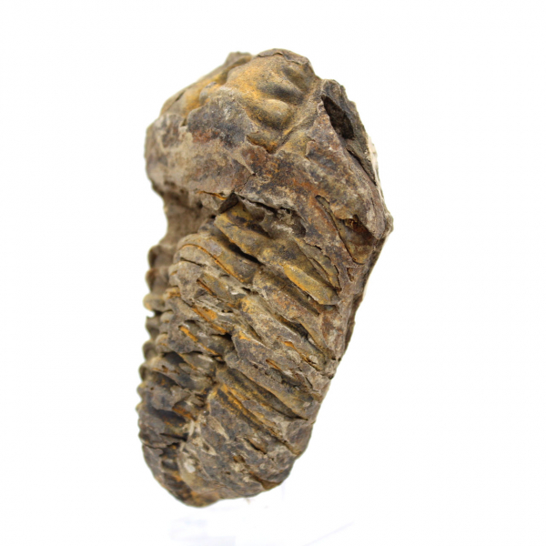 Fossiler Trilobit aus Marokko