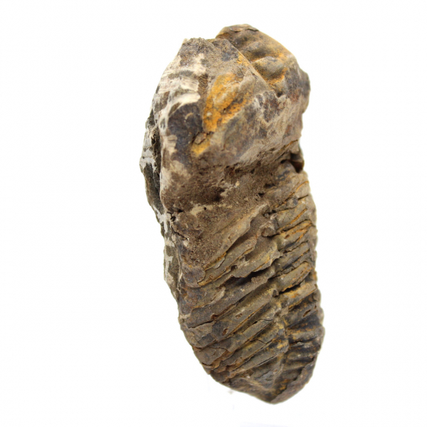 Fossiler Trilobit aus Marokko