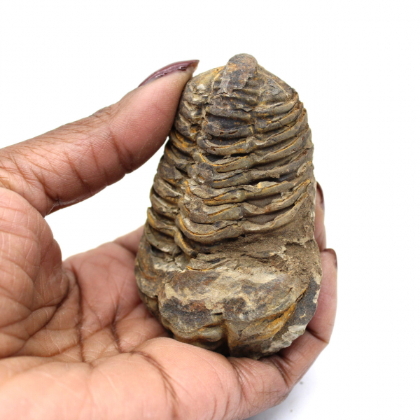 Fossiler Trilobit aus Marokko