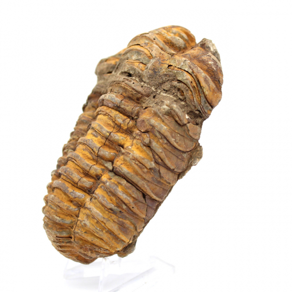 Fossiler Trilobiten