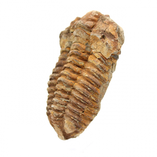 Fossiler Trilobit