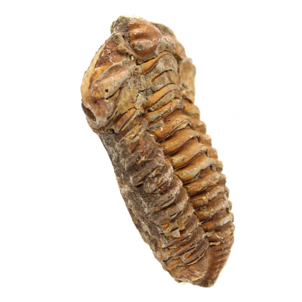 Fossiler Trilobit