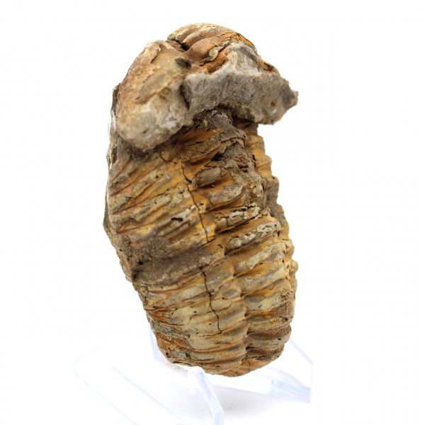 Trilobit