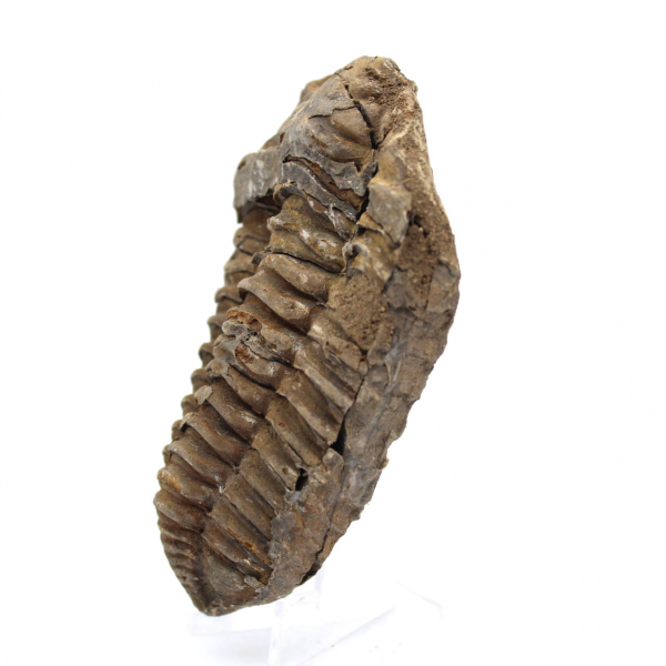 Fossiler Trilobiten aus Marokko