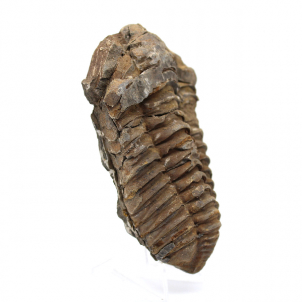 Fossiler Trilobiten aus Marokko