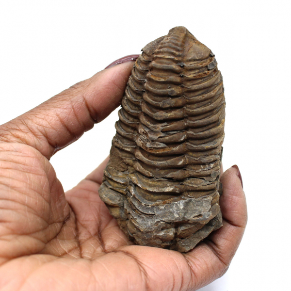 Fossiler Trilobiten aus Marokko