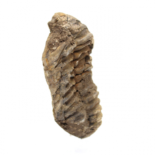 Trilobitenfossil aus Marokko