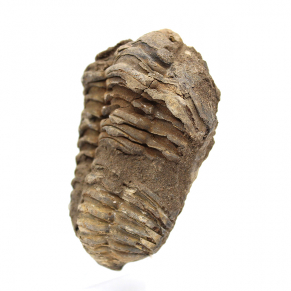 Trilobitenfossil aus Marokko