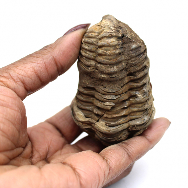 Trilobitenfossil aus Marokko