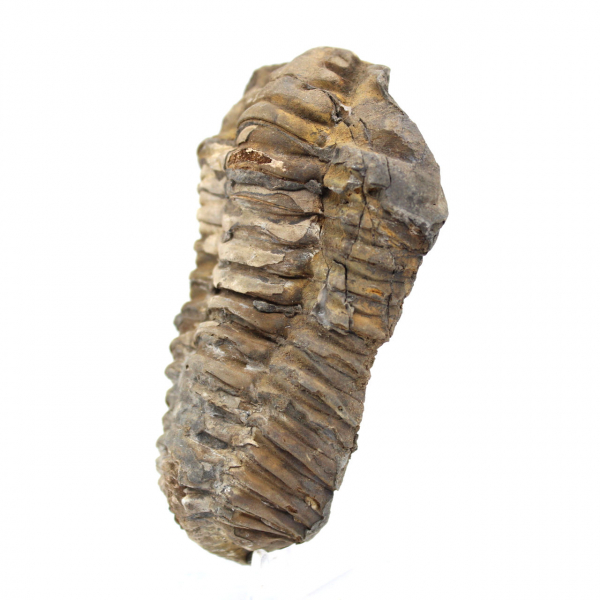 Fossiler Trilobit aus Marokko