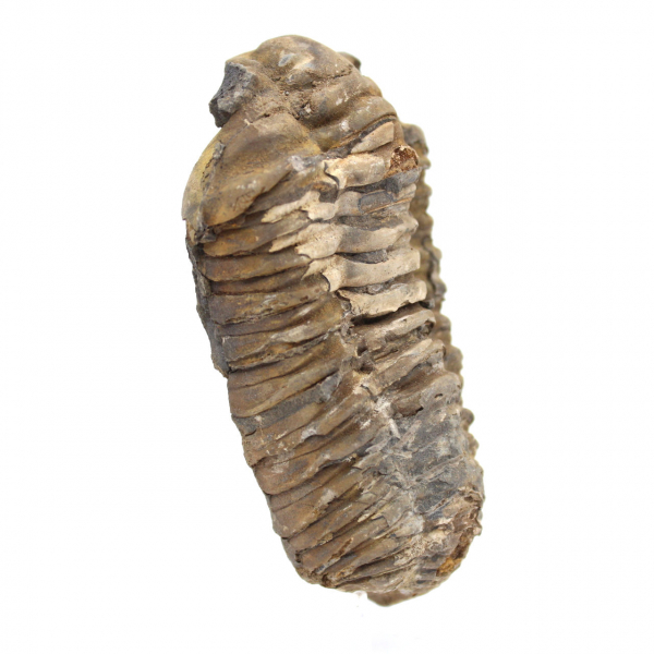 Fossiler Trilobit aus Marokko