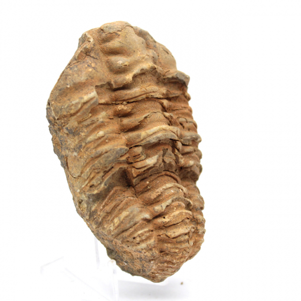 Fossiler Trilobit aus Marokko