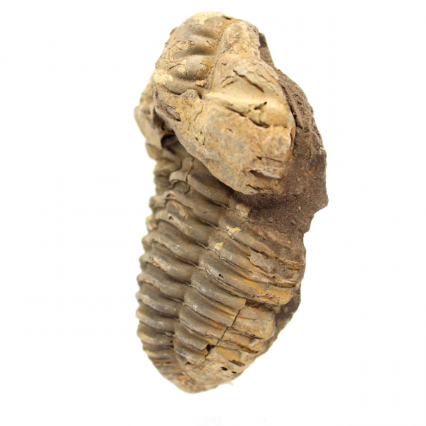 Fossiler Trilobiten