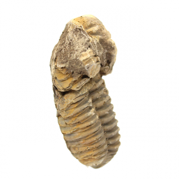 Fossiler Trilobiten