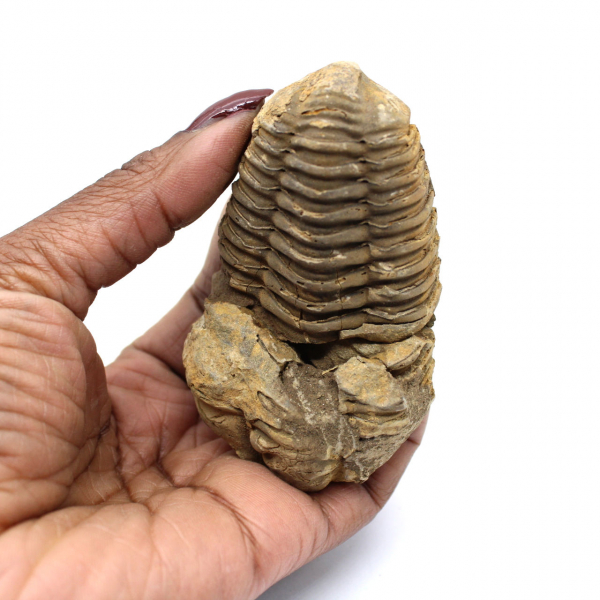 Fossiler Trilobiten