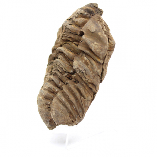 Fossiler Trilobit